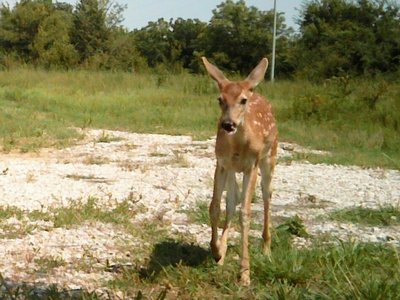 Bambi came by for a visit