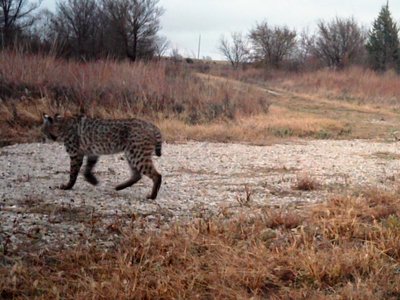 Big bobcat in Oklahoma 