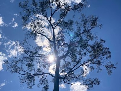 Spotted Gum Tree, Brisbane, Queensland