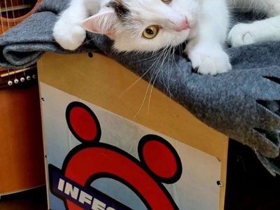 Music Cat