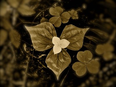 Bloom