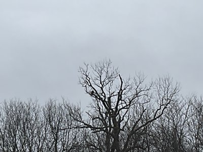 Hey, thereâ€™s an eagle in that tree!