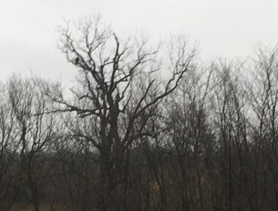 Hey, thereâ€™s an eagle in my tree!