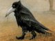 Creeping Crow