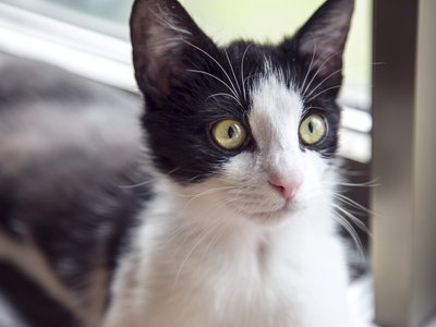 I Love My Cat!