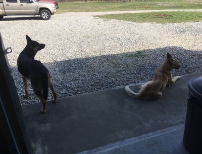 Ranger & Rocky - our personal security team. They live next doorâ€¦
