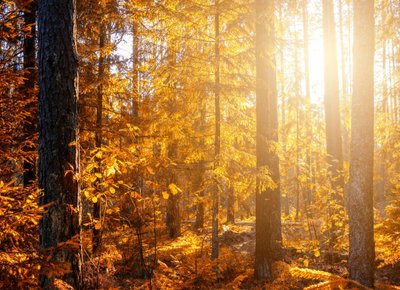 Meet me in the Wood