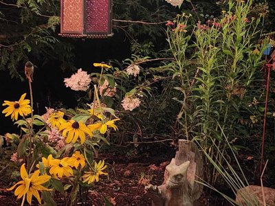 Voodoo Garden photo