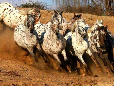 "Spirit Horses" ...Chief Joseph's story in song ...Nominated for a Native American Music Award