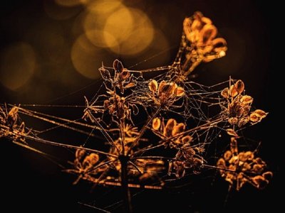 Autumn Fall