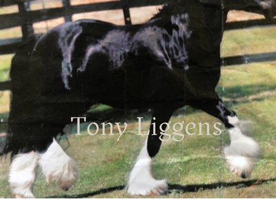 Desperado Tony Liggens (Pegasus)