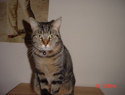 My cat Rio... I miss her so much!