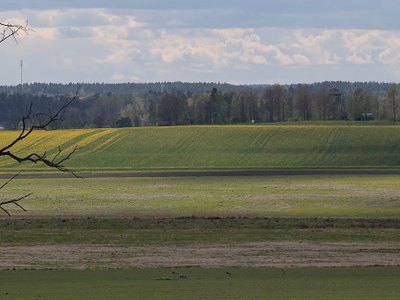 Mikael Carlson photo