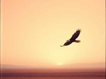 Tony Cardo photo