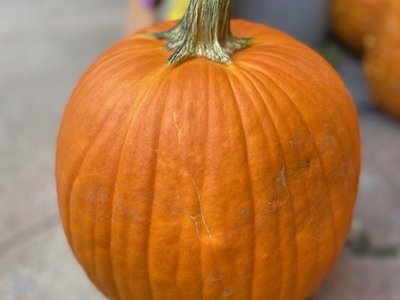 Orangeena