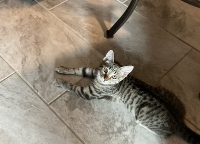Sunny Cat Awesome Friend