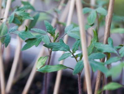 Premium Bamboo Stakes - Vantidebamboo.com
