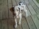 my new puppy