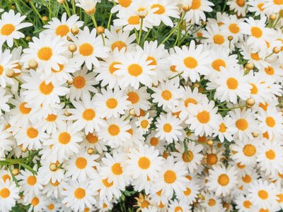 Daisies