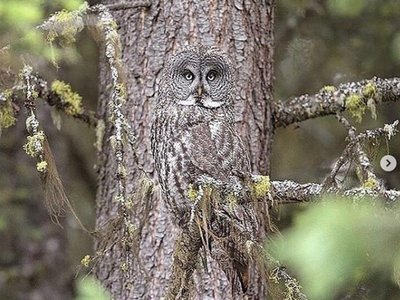 Owl's Quest