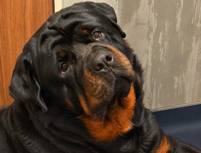 my baby boy rotweiler 