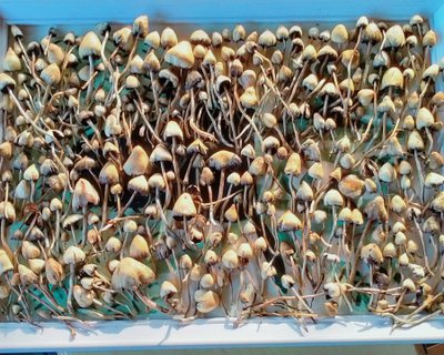 2023 harvest 2