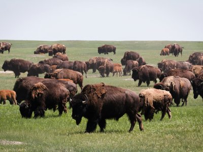 "Buffalo" (photo by Stephen Pedersen)