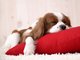 Ahh, sweet dreams