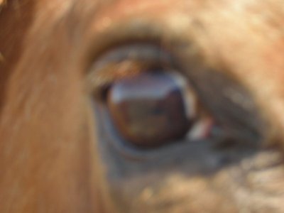 eyes
