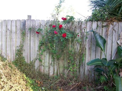 Roses from Nowhere