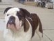 Big Dog In Da House