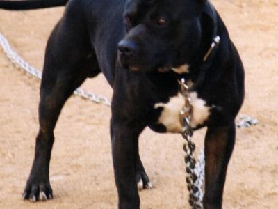 BIGG DAWGGG photo