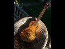 custom finish