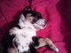 tired as a dog