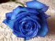 Blue Rose