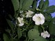 I love flowers