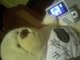 CHRiSSETTE THE BEAR lOVES HiS DADDY =]
