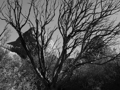 the burnt bush