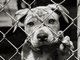 helping homeless pets