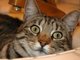 kitty