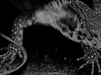 Nemesis Divina photo