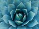 Blue Agave