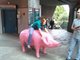 Feed the PIG!