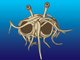 Church of the Flying Spaghetti Monster