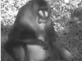 Igga the Illusion Baboon