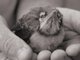 A Bird In The Hand