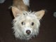 my doggie