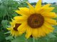 My sunflowers I grew in my yard