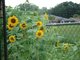 my sunflowers