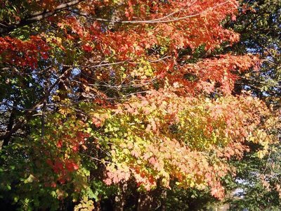 Autumn NE